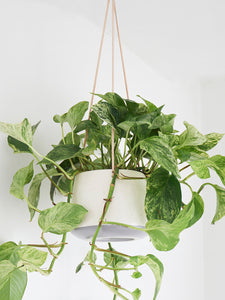Cream Ceramic Indoor Hanging Plant Pot